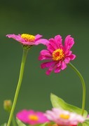 百日菊
