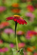 百日菊