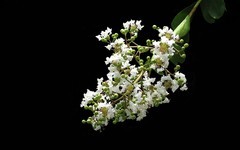 [26232] 流花湖的紫？花