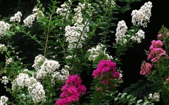 [26232] 流花湖的紫？花