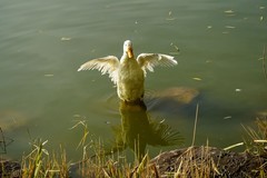 水暖鸭知（10）