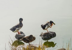 水暖鸭知（10）