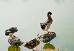 水暖鸭知（10）