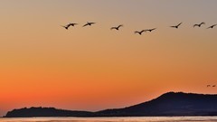 【视觉光影】美 丽 的 大 天 鹅 （27）