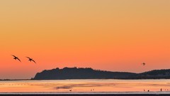 【视觉光影】美 丽 的 大 天 鹅 （27）