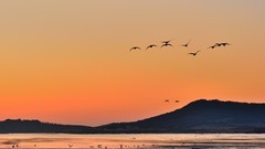 【视觉光影】美 丽 的 大 天 鹅 （27）