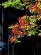 凤凰花开
