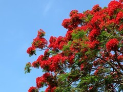 凤凰花开
