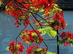 凤凰花开