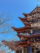 2026年- 无锡鼋头渚樱花纪实拍-0521