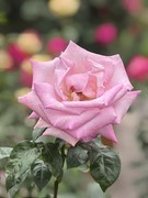 月季花