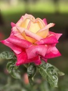 月季花