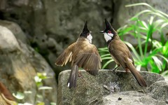 [26033] 晓港公园的红耳鹎