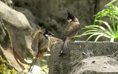 [26033] 晓港公园的红耳鹎