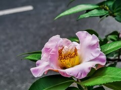 茶花