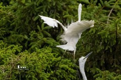 鹜岛里的白鹭（79）