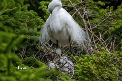 鹜岛里的白鹭（79）
