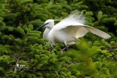 鹜岛里的白鹭（79）