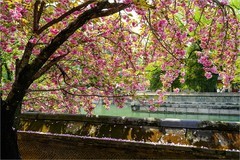 2026年第0308贴 -颐和园荇桥河畔风光（0504）