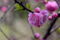 榆叶梅（续）