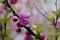 榆叶梅（续）