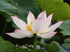 漂亮的荷花一31
