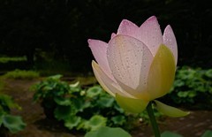 再拍荷花