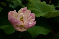 再拍荷花