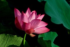 仲夏——荷颜悦色（二）