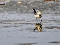 【视觉光影】白  鹡  鸰