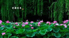 【视觉光影】荷风送香气，竹露滴清响（3）