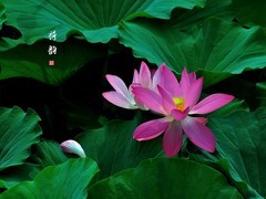 【视觉光影】荷风送香气，竹露滴清响（3）