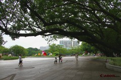 夏天的流花湖。