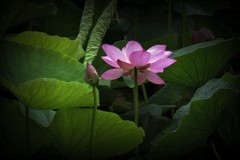 荷塘（1）