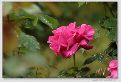 月季花【丙午年-174】