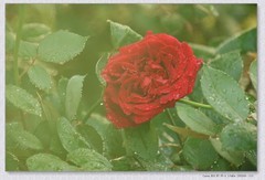 月季花【丙午年-174】