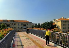 在海珠区的网红花天桥。。。。。。