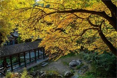 2025年第0780贴-颐和园谐趣园风光纪实拍（1111）