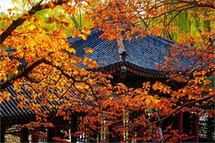 2025年第0780贴-颐和园谐趣园风光纪实拍（1111）