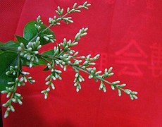 1576【不老松：纪实摄影】院中花果： 卵叶女贞与蜂！