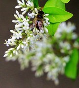 1576【不老松：纪实摄影】院中花果： 卵叶女贞与蜂！