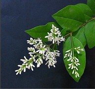 1576【不老松：纪实摄影】院中花果： 卵叶女贞与蜂！