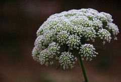 1577【不老松：纪实摄影】院中花果：韭莱花和茴香花！