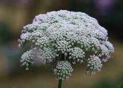 1577【不老松：纪实摄影】院中花果：韭莱花和茴香花！