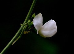 1578【不老松：纪实摄影】院中花果：豆角花！