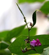 1578【不老松：纪实摄影】院中花果：豆角花！