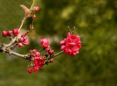 春花灿烂（8）