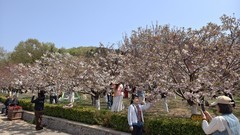 花 开 时 节 动 滨 城 （ 二 ）