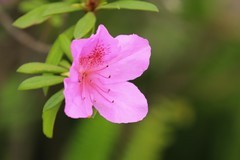拍摄花卉一（1035）