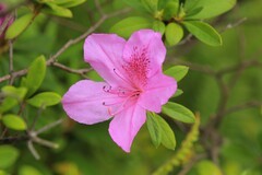 拍摄花卉一（1035）